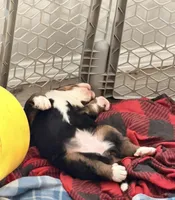 Biscuit, a female Bernese Mountain Dog for sale in Abilene, TX – Photo 4 of 10