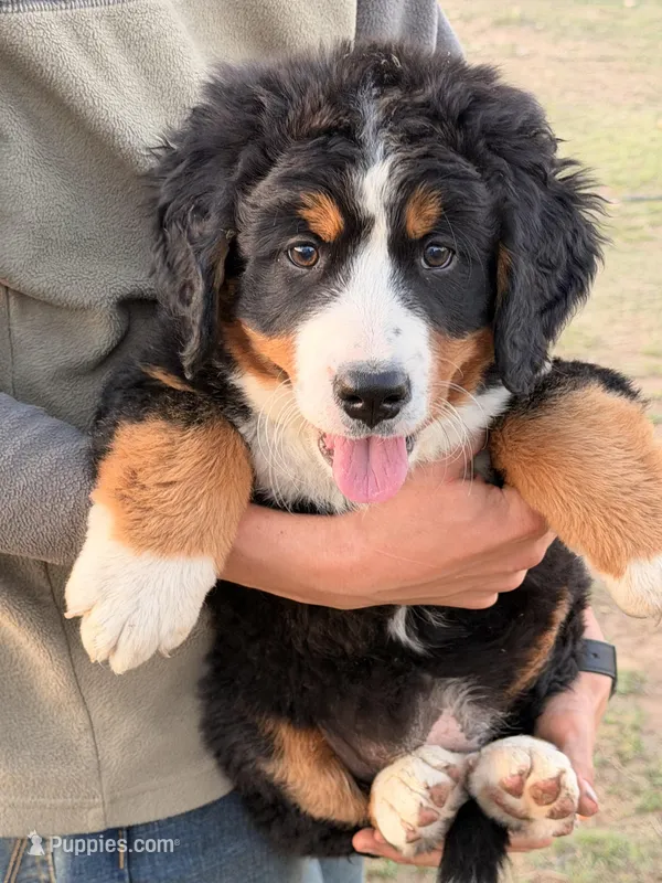 Biscuit – Bernese Mountain Dog puppy for sale in Abilene, TX