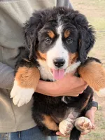Biscuit, a female Bernese Mountain Dog for sale in Abilene, TX – Photo 1 of 10