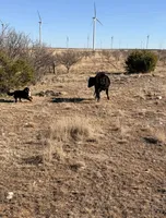 Biscuit, a female Bernese Mountain Dog for sale in Abilene, TX – Photo 7 of 10