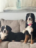 Biscuit, a female Bernese Mountain Dog for sale in Abilene, TX – Photo 10 of 10