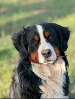 Biscuit, a female Bernese Mountain Dog for sale in Abilene, TX – Photo 8 of 10