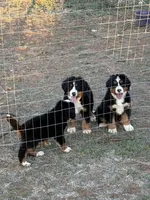 Biscuit, a female Bernese Mountain Dog for sale in Abilene, TX – Photo 3 of 10