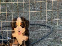 Bolt, a male Bernese Mountain Dog for sale in Abilene, TX – Photo 1 of 10