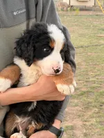Bolt, a male Bernese Mountain Dog for sale in Abilene, TX – Photo 2 of 10