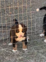 Bolt, a male Bernese Mountain Dog for sale in Abilene, TX – Photo 3 of 10