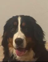 Bolt, a male Bernese Mountain Dog for sale in Abilene, TX – Photo 6 of 10