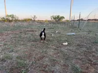 Bolt, a male Bernese Mountain Dog for sale in Abilene, TX – Photo 4 of 10