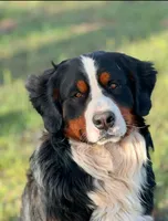 Cheddar , a female Bernese Mountain Dog for sale in Abilene, TX – Photo 8 of 10