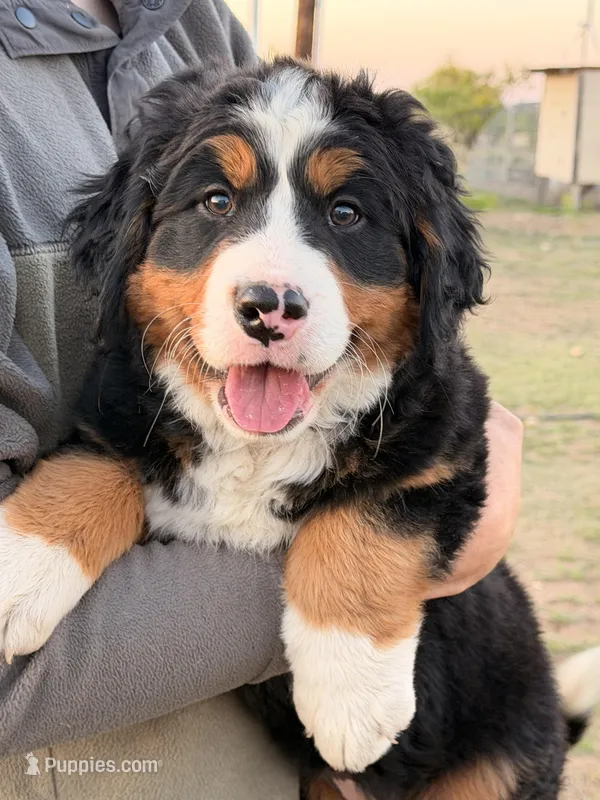 Cheddar  – Bernese Mountain Dog puppy for sale in Abilene, TX