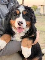 Cheddar , a female Bernese Mountain Dog for sale in Abilene, TX – Photo 1 of 10