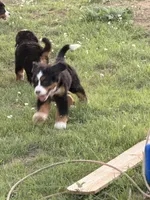 Cheddar , a female Bernese Mountain Dog for sale in Abilene, TX – Photo 2 of 10