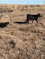 Cheddar , a female Bernese Mountain Dog for sale in Abilene, TX – Photo 5 of 10