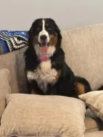 Cheddar , a female Bernese Mountain Dog for sale in Abilene, TX – Photo 10 of 10