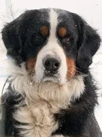 Cheddar , a female Bernese Mountain Dog for sale in Abilene, TX – Photo 9 of 10