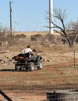 Cheddar , a female Bernese Mountain Dog for sale in Abilene, TX – Photo 6 of 10