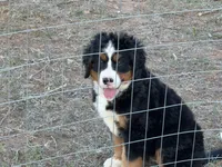 Cheddar , a female Bernese Mountain Dog for sale in Abilene, TX – Photo 3 of 10