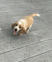 Leo, a male Beagle for sale in Covington, OH – 4 of 6