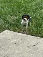 Junie, a female Beagle for sale in Covington, OH – 5 of 6