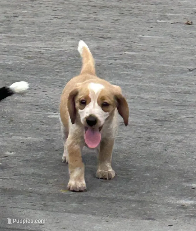 Leo – Beagle puppy for sale in Covington, OH
