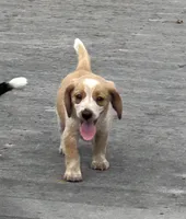 Leo, a male Beagle for sale in Covington, OH – 1 of 6