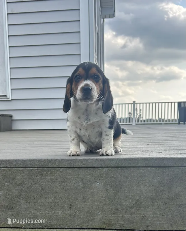 Junie – Beagle puppy for sale in Covington, OH