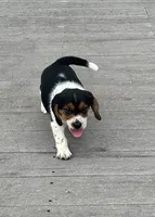 Junie, a female Beagle for sale in Covington, OH – 1 of 6