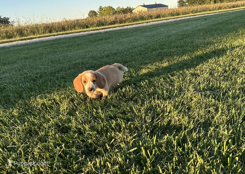 Leo – Beagle puppy for sale in Covington, OH