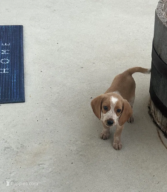 Leo – Beagle puppy for sale in Covington, OH