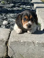 Junie, a female Beagle for sale in Covington, OH – 6 of 6