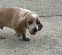 Leo, a male Beagle for sale in Covington, OH – 3 of 6