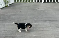 Junie, a female Beagle for sale in Covington, OH – 2 of 6
