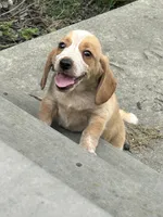 Leo, a male Beagle for sale in Covington, OH – 6 of 6
