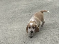 Leo, a male Beagle for sale in Covington, OH – 5 of 6