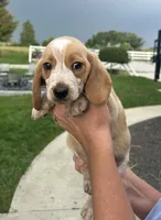 Leo, a male Beagle for sale in Covington, OH – 2 of 6