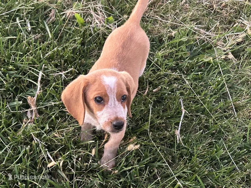 Leo – Beagle puppy for sale in Covington, OH