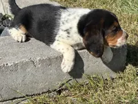 Junie, a female Beagle for sale in Covington, OH – 4 of 6