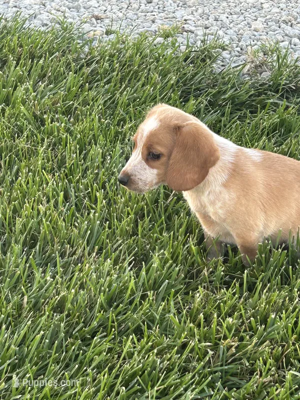 Leo – Beagle puppy for sale in Covington, OH