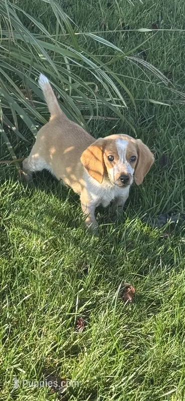 Leo – Beagle puppy for sale in Covington, OH
