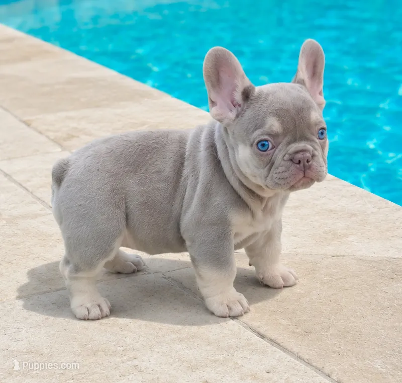 Kai – French Bulldog puppy for sale in Springfield, MO