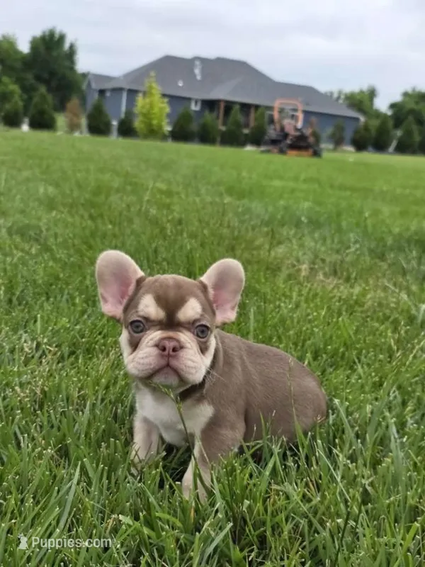 Dior  – French Bulldog puppy for sale in Dallas, TX
