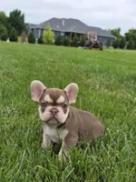 Dior , a female French Bulldog for sale in Dallas, TX – 1 of 4