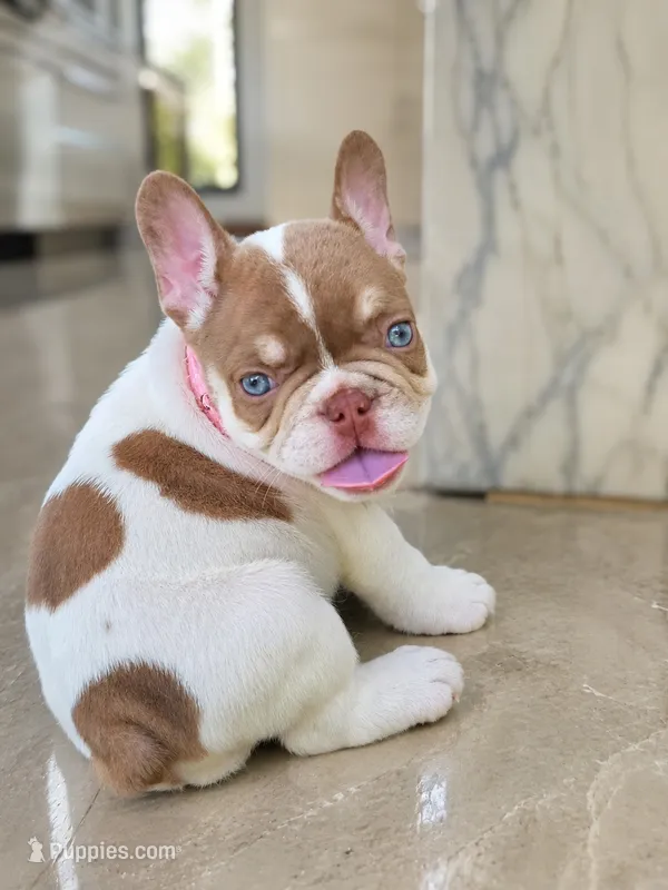 Channel  – French Bulldog puppy for sale in Kansas City, KS