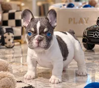Jack, a male French Bulldog for sale in Springfield, MO – 1 of 1