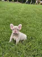 Pooh, a male French Bulldog for sale in Dallas, TX – 4 of 5