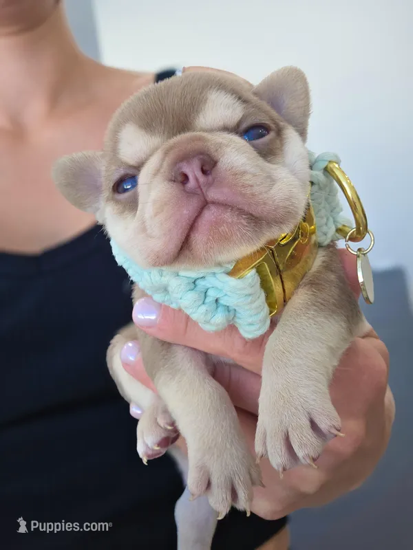 Dior – French Bulldog puppy for sale in Sarasota, FL