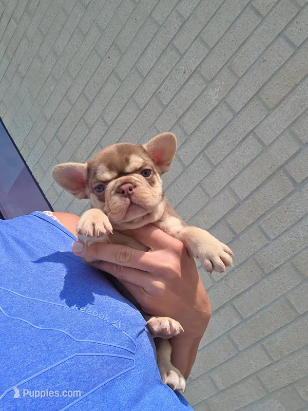 Dior – French Bulldog puppy for sale in Sarasota, FL