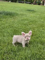 Pooh, a male French Bulldog for sale in Dallas, TX – 2 of 5