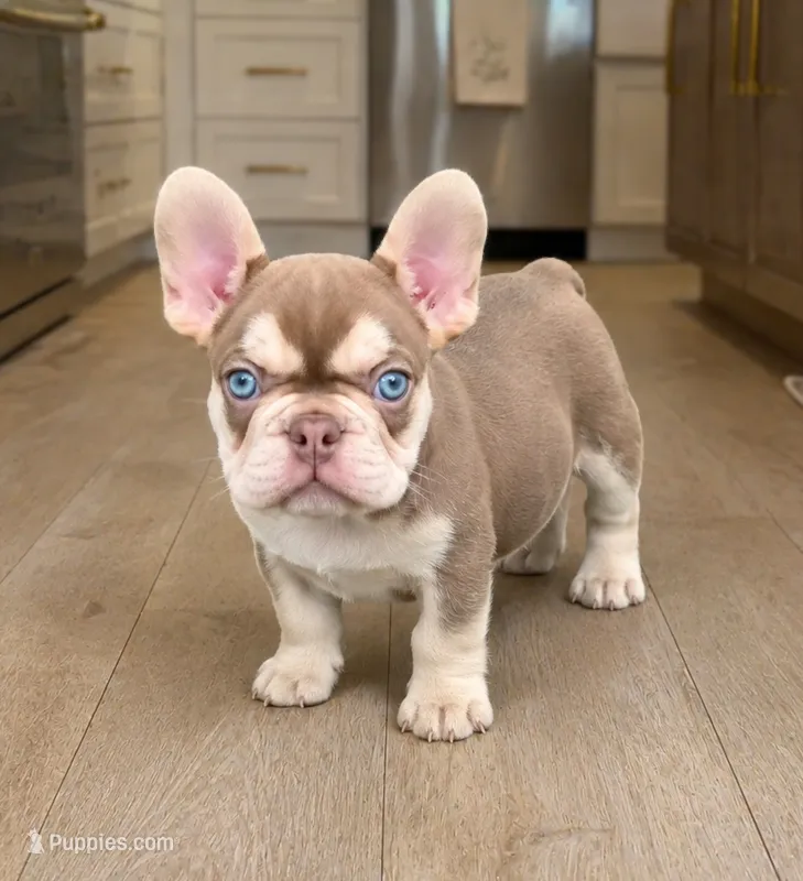 Dior – French Bulldog puppy for sale in Springfield, MO