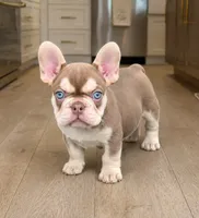 Dior, a female French Bulldog for sale in Springfield, MO – 1 of 1